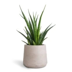 Sansevieria Kirkii - Star Sansevieria -Plant Supplies Sale Sansevieria kirkii Star Sansevieria 12x40cm Patt Plant Pot Grey Washed 17x14cm