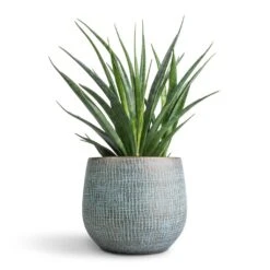 Sansevieria Kirkii - Star Sansevieria -Plant Supplies Sale Sansevieria kirkii Star Sansevieria 12x40cm Ryan Plant Pot Blue Gold 18x16cm