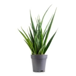 Sansevieria Kirkii - Star Sansevieria -Plant Supplies Sale Sansevieria kirkii Star Sansevieria 12x40cm 9e5912c2 2f76 4635 bd61 0503655eb881