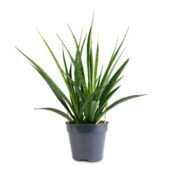 Sansevieria Kirkii - Star Sansevieria -Plant Supplies Sale Sansevieria kirkii Star Sansevieria 15x50cm