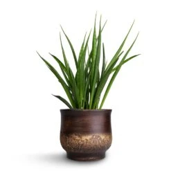 Aico Plant Pot - Shiny Brown 15 Aico Plant Pot - Shiny Brown -Plant Supplies Sale Sansevieria kirkii Star Sansevieria 15x50cm Aico Plant Pot Shiny Brown 18x16cm b1b3734d 7905 4f0f b41e b6d4442fdd0f