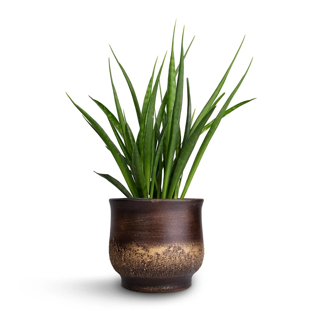 Aico Plant Pot - Shiny Brown 4 Aico Plant Pot - Shiny Brown - Image 4