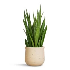 Aurora Terrazzo Handle Plant Pot - Oat -Plant Supplies Sale Sansevieria kirkii Star Sansevieria 15x50cm Aurora Terrazzo Handle Plant Pot Oat 19x17cm