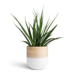 Bamboo Plant Pot - White -Plant Supplies Sale Sansevieria kirkii Star Sansevieria 15x50cm Bamboo Plant Pot White 19x19cm 7c36d11f 9927 4d8e b43d 8da767f9146b