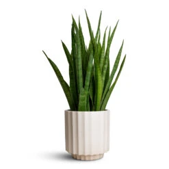 Bourton Scalloped Plant Pot - Ivory 10 Bourton Scalloped Plant Pot - Ivory -Plant Supplies Sale Sansevieria kirkii Star Sansevieria 15x50cm Bourton Scalloped Plant Pot Ivory 18x18cm