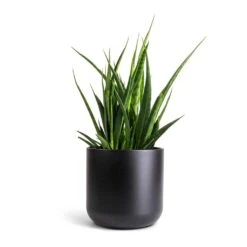 Sansevieria Kirkii - Star Sansevieria -Plant Supplies Sale Sansevieria kirkii Star Sansevieria 15x50cm Lisbon Plant Pot Anthracite 19x19cm