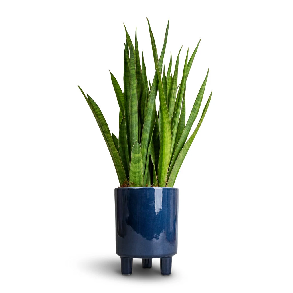 Pisa Plant Pot - Navy 3 Pisa Plant Pot - Navy - Image 3