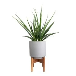Sansevieria Kirkii - Star Sansevieria -Plant Supplies Sale Sansevieria kirkii Star Sansevieria 15x50cm Vigo Plant Pot with Wooden Stand Concrete Grey 19x29cm