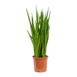 Sansevieria Kirkii - Star Sansevieria -Plant Supplies Sale Sansevieria kirkii Star Sansevieria 17x75cm
