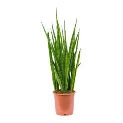 Sansevieria Kirkii - Star Sansevieria -Plant Supplies Sale Sansevieria kirkii Star Sansevieria 21x85cm