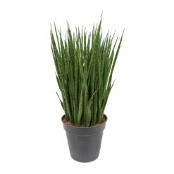 Sansevieria Kirkii - Star Sansevieria -Plant Supplies Sale Sansevieria kirkii Star Sansevieria 30x110cm