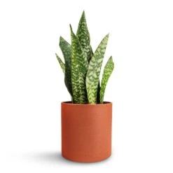 Puk Refined Planter - Canyon Orange -Plant Supplies Sale Sansevieria masoniana Dragon Snake Plant 12x40cm Puk Refined Planter Canyon Orange 15x15cm 488df18d 304f 4ba7 8f37 b3f2d3f50b9b