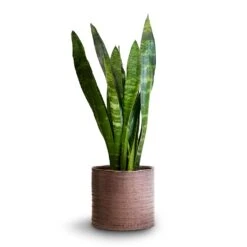 Hera Plant Pot - Purple -Plant Supplies Sale Sansevieria trifasciata Black Coral Snake Plant 14x50cm Hera Plant Pot Purple 17x16cm