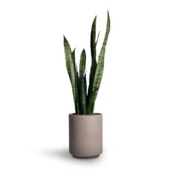 Suzi Plant Pot - Grey Washed -Plant Supplies Sale Sansevieria trifasciata Black Coral Snake Plant 15x45cm Suzi Plant Pot Grey Washed 18x21 99133ebc 1cff 43dd b5fe f66d874c9210