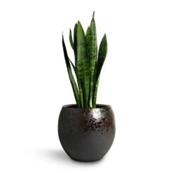 Kae Plant Pot - Mocha -Plant Supplies Sale Sansevieria trifasciata Black Coral Snake Plant 17x60cm Kae Plant Pot Mocha 29x26cm d8f7a923 d1fe 4ec4 8184 b8a5ae452d81