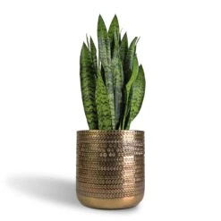Solis Embossed Plant Pot - Gold 14 Solis Embossed Plant Pot - Gold -Plant Supplies Sale Sansevieria trifasciata Black Coral Snake Plant 17x60cm Solis Embossed Plant Pot Gold 25x25cm