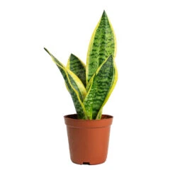 Sansevieria Trifasciata Futura Superba -Plant Supplies Sale Sansevieria trifasciata Futura Superba 12cm