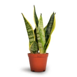 Sansevieria Trifasciata Futura Superba -Plant Supplies Sale Sansevieria trifasciata Futura Superba 12x35cm