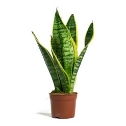 Sansevieria Trifasciata Futura Superba -Plant Supplies Sale Sansevieria trifasciata Futura Superba 9cm