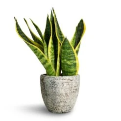 Sansevieria Trifasciata Futura Superba -Plant Supplies Sale Sansevieria trifasciata Futura Superba 9x30cm Anne Plant Pot White Earth 12x11cm