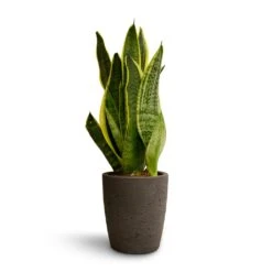 Sansevieria Trifasciata Futura Superba -Plant Supplies Sale Sansevieria trifasciata Futura Superba 9x30cm Gerben Plant Pot Black Washed 12x13cm 0d93085d b220 40c0 91c9 38c53378f64a