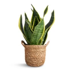 Sansevieria Trifasciata Futura Superba