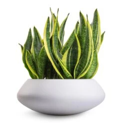 Sansevieria Trifasciata Futura Superba -Plant Supplies Sale Sansevieria trifasciata Futura Superba 9x30cm Tara Essentials Bowl Planter Matt White 31x12cm