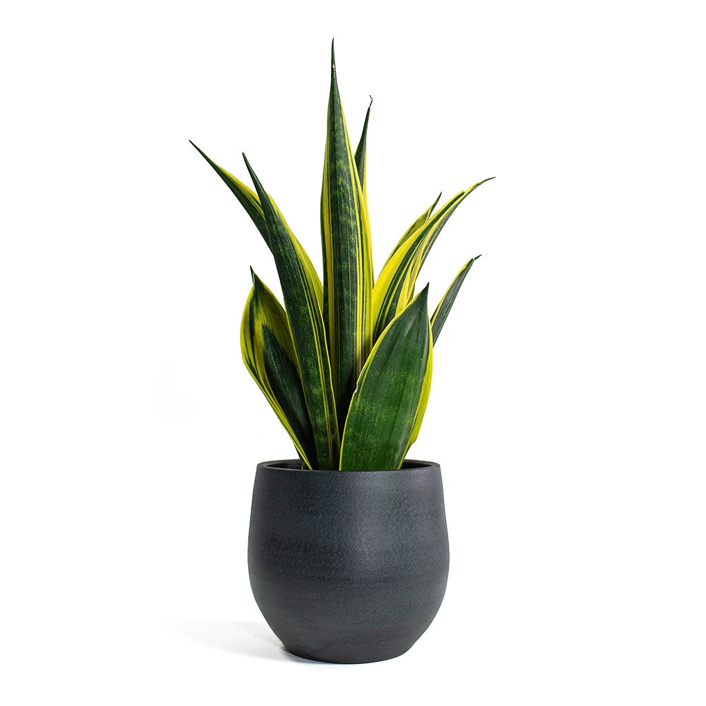 Esra Plant Pot - Graphite 7 Esra Plant Pot - Graphite - Image 7