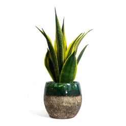 Lindy Plant Pot - Black Green -Plant Supplies Sale Sansevieria trifasciata Golden Flame Snake Plant Lindy Plant Pot Black Green 421ceda7 b7cb 48d2 8d58 20f9e28f4a5d