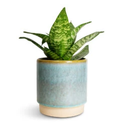 Copenhagen Plant Pot - Aqua -Plant Supplies Sale Sansevieria trifasciata Hahnii Birds Nest Snake Plant 12x25cm Copenhagen Plant Pot Aqua 13.5x14cm