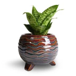 Dewi Plant Pot - Marrakesh 26 Dewi Plant Pot - Marrakesh -Plant Supplies Sale Sansevieria trifasciata Hahnii Birds Nest Snake Plant 12x25cm Dewi Plant Pot Marrakesh 21x16cm 2 8749c06e 22ab 4c64 9b78 c819a371f25b