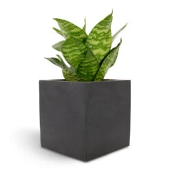 Fleur Natural Planter - Black -Plant Supplies Sale Sansevieria trifasciata Hahnii Birds Nest Snake Plant 12x25cm Fleur Natural Planter Black 15x15x15cm f82d6bfd 94b9 4c77 b136 c1b762ad1b8c