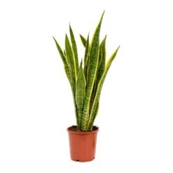 Sansevieria Trifasciata Laurentii - Variegated Snake Plant -Plant Supplies Sale Sansevieria trifasciata Laurentii 19x65cm