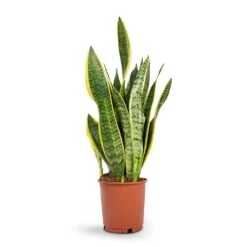 Sansevieria Trifasciata Laurentii - Variegated Snake Plant -Plant Supplies Sale Sansevieria trifasciata Laurentii Variegated Snake Plant 14x50cm