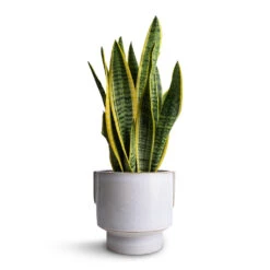 Aries Handles Plant Pot - White -Plant Supplies Sale Sansevieria trifasciata Laurentii Variegated Snake Plant 14x50cm Aries Handles Plant Pot White 19x20cm 3ae6ce30 5dbf 4611 b776 e11115f54376