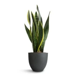 Sansevieria Trifasciata Laurentii - Variegated Snake Plant -Plant Supplies Sale Sansevieria trifasciata Laurentii Variegated Snake Plant 15x45cm Coral Refined Planter Pine Green 18x15cm