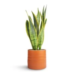 Sansevieria Trifasciata Laurentii - Variegated Snake Plant -Plant Supplies Sale Sansevieria trifasciata Laurentii Variegated Snake Plant 15x45cm Hadleigh Plant Pot Amber 17x15cm dc152ae7 88bd 4a26 9afe a76af1301676