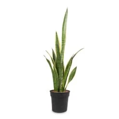Sansevieria Trifasciata Laurentii - Variegated Snake Plant -Plant Supplies Sale Sansevieria trifasciata Laurentii Variegated Snake Plant 16x60cm