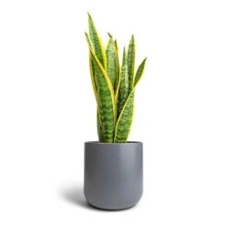 Sansevieria Trifasciata Laurentii - Variegated Snake Plant -Plant Supplies Sale Sansevieria trifasciata Laurentii Variegated Snake Plant 17x55cm Lisbon Plant Pot Charcoal 21x21cm