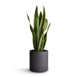 Puk Plant Pot - Black Washed -Plant Supplies Sale Sansevieria trifasciata Laurentii Variegated Snake Plant 17x65cm Puk Plant Pot Black Washed 20x20cm