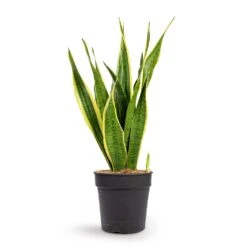 Sansevieria Trifasciata Laurentii - Variegated Snake Plant -Plant Supplies Sale Sansevieria trifasciata Laurentii Variegated Snake Plant 21x70cm