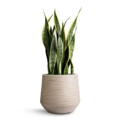 Dune Darcy Planter - Oat -Plant Supplies Sale Sansevieria trifasciata Laurentii Variegated Snake Plant 21x70cm Dune Darcy Planter Oat 30x26cm