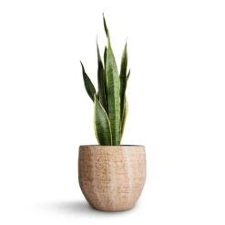 Sansevieria Trifasciata Laurentii - Variegated Snake Plant -Plant Supplies Sale Sansevieria trifasciata Laurentii Variegated Snake Plant 21x70cm Emmy Plant Pot Camel 28x25cm