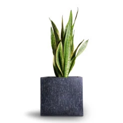Raindrop Cube Planter - Anthracite -Plant Supplies Sale Sansevieria trifasciata Laurentii Variegated Snake Plant 21x70cm Raindrop Cube Planter Anthracite 30x30x27cm