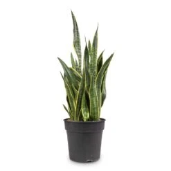 Sansevieria Trifasciata Laurentii - Variegated Snake Plant -Plant Supplies Sale Sansevieria trifasciata Laurentii Variegated Snake Plant 27x80cm