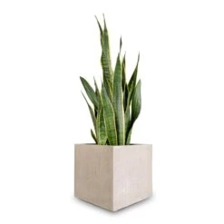 Sansevieria Trifasciata Laurentii - Variegated Snake Plant -Plant Supplies Sale Sansevieria trifasciata Laurentii Variegated Snake Plant 27x80cm Raindrop Cube Planter Stone 30x30x27cm