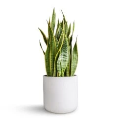 Sansevieria Trifasciata Laurentii - Variegated Snake Plant