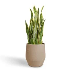 Humus Plant Pot - Concrete 8 Humus Plant Pot - Concrete -Plant Supplies Sale Sansevieria trifasciata Laurentii Variegated Snake Plant 30x90cm Humus Plant Pot Concrete 37x42.5cm 392151dc 9f71 4df0 aa38 9442d0eaaeb9