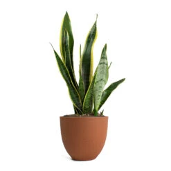 Coral Refined Planter - Canyon Orange -Plant Supplies Sale Sansevieria trifasciata Laurentii Variegated Snake Plant Coral Refined Planter Canyon Orange