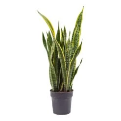 Sansevieria Trifasciata Laurentii - Variegated Snake Plant -Plant Supplies Sale Sansevieria trifasciata Laurentii Variegated Snake Plant ML